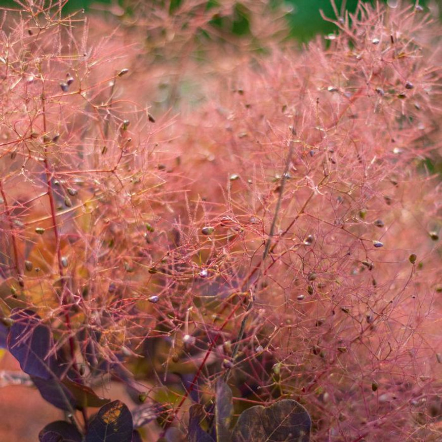 Cotinus coggygria Royal Purple - Bíbor cserszömörce Cotinus coggygria Royal Purple - Bíbor cserszömörce