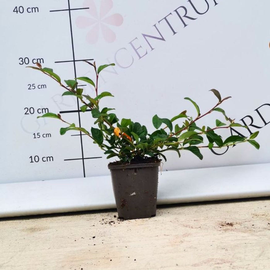 Cotoneaster dammeri P9 - Szőnyegmadárbirs Cotoneaster dammeri P9 - Szőnyegmadárbirs