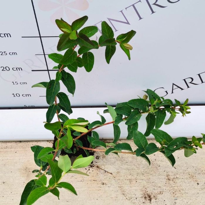 Cotoneaster dammeri P9 - Szőnyegmadárbirs Cotoneaster dammeri P9 - Szőnyegmadárbirs