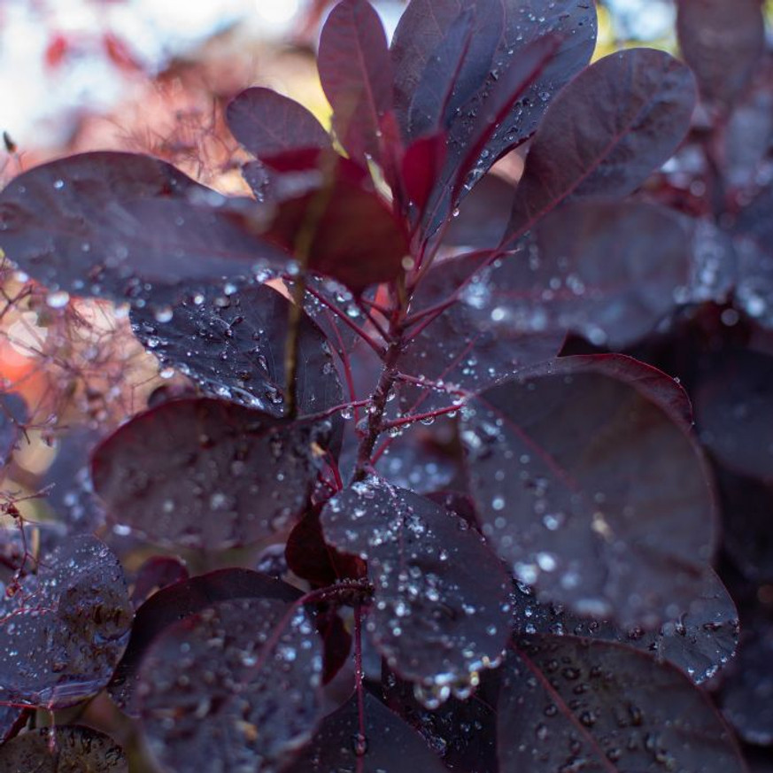 Cotinus coggygria Royal Purple MT70 - Magastörzsű bíbor cserszömörce