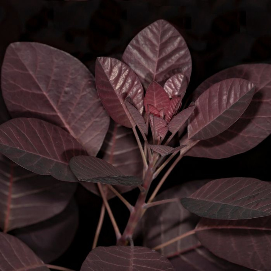 Cotinus coggygria Royal Purple MT70 - Magastörzsű bíbor cserszömörce Cotinus coggygria Royal Purple MT70 - Magastörzsű bíbor cserszömörce