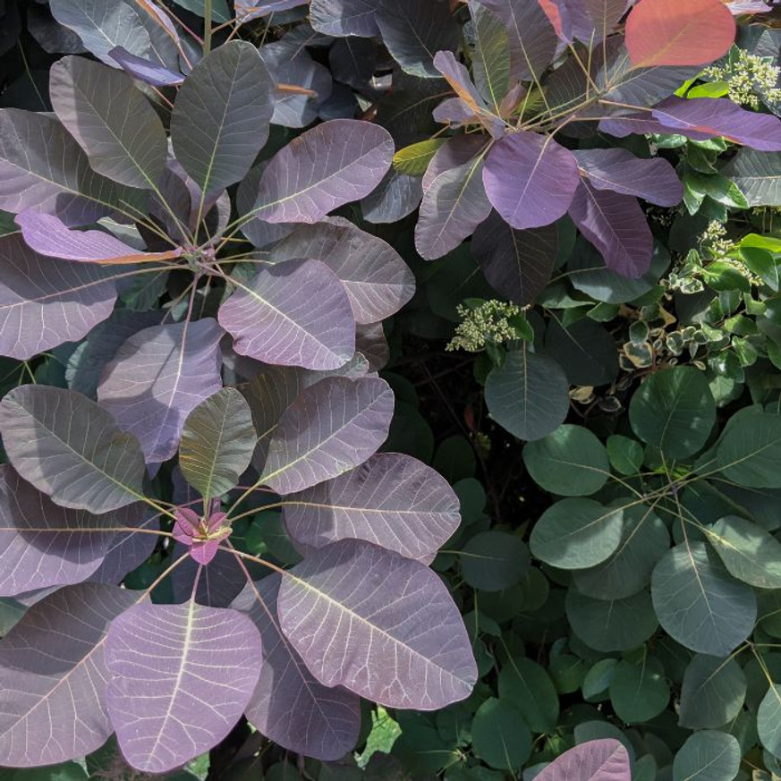 Cotinus coggygria Royal Purple MT70 - Magastörzsű bíbor cserszömörce Cotinus coggygria Royal Purple MT70 - Magastörzsű bíbor cserszömörce