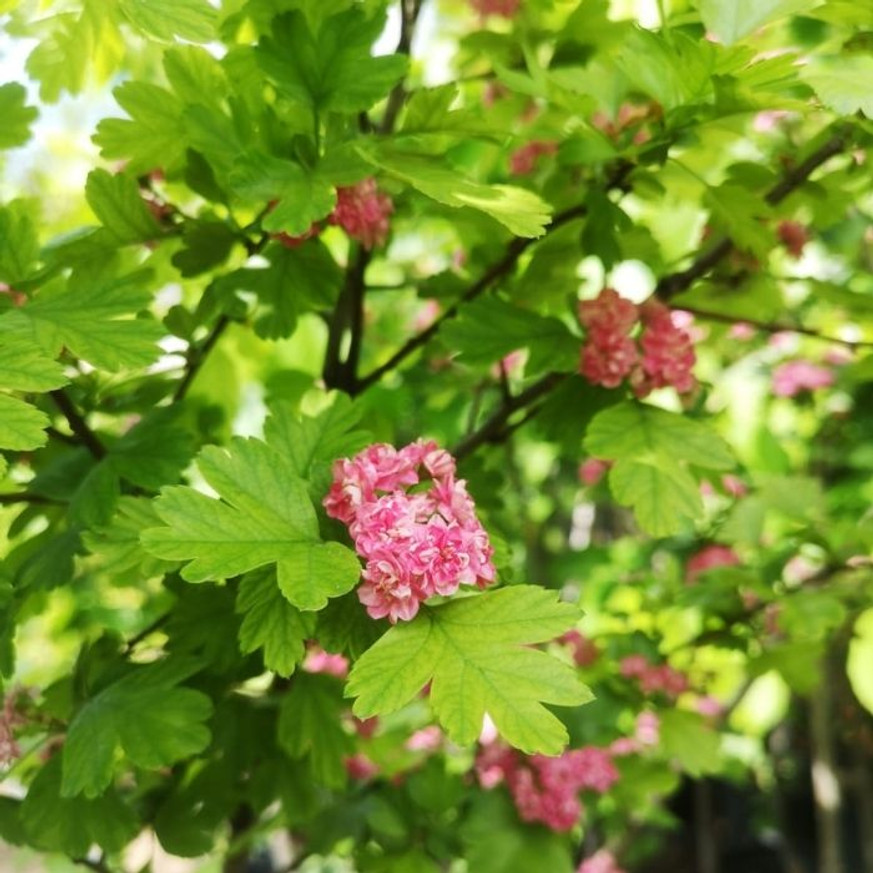 Crataegus Paul's Scarlet K9,5 - Díszgalagonya Crataegus Paul's Scarlet K9,5 - Díszgalagonya