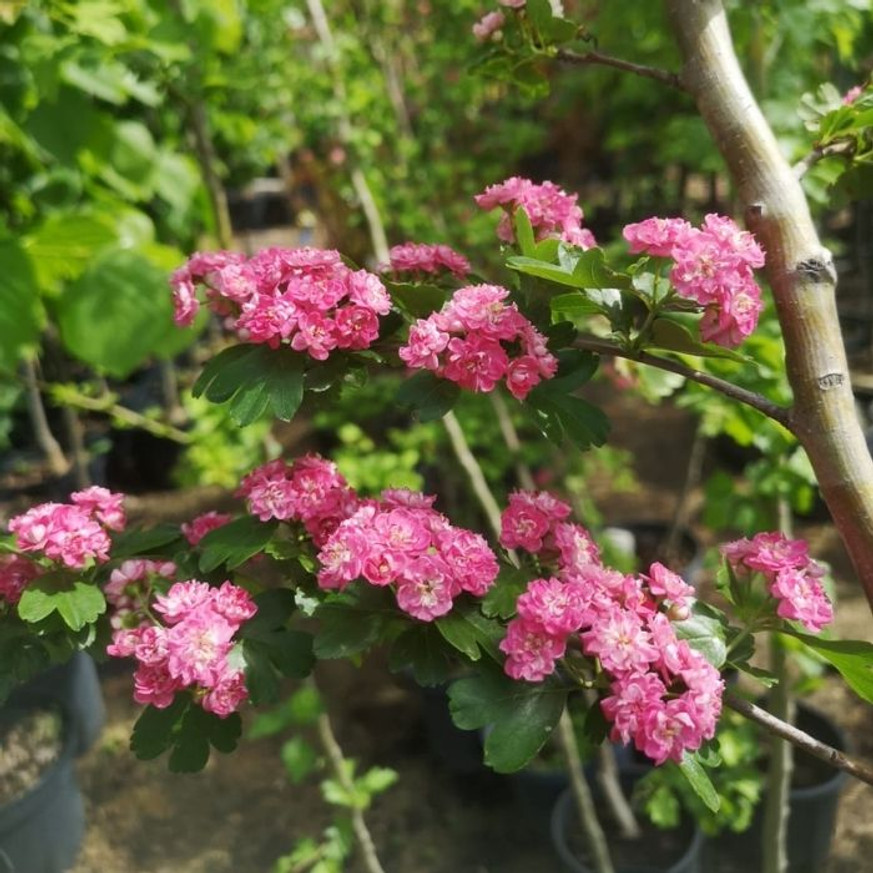 Crataegus Paul's Scarlet K9,5 - Díszgalagonya Crataegus Paul's Scarlet K9,5 - Díszgalagonya