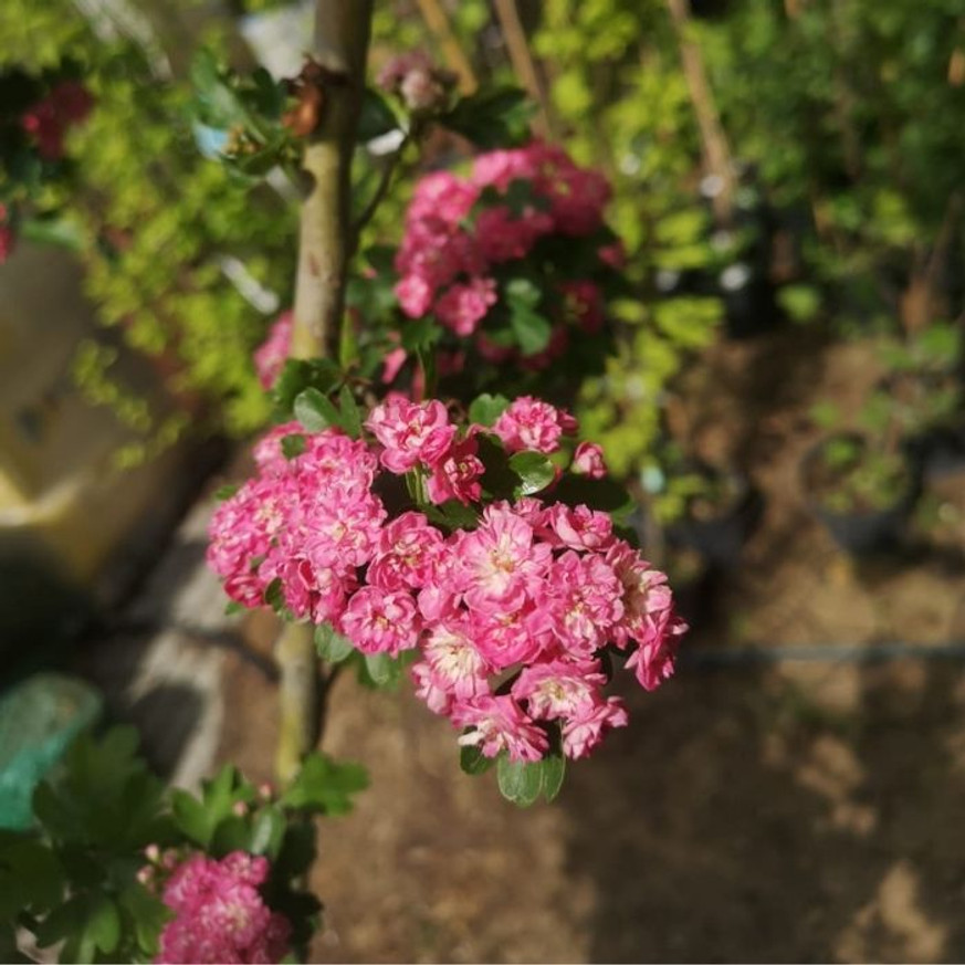 Crataegus Paul's Scarlet K9,5 - Díszgalagonya Crataegus Paul's Scarlet K9,5 - Díszgalagonya