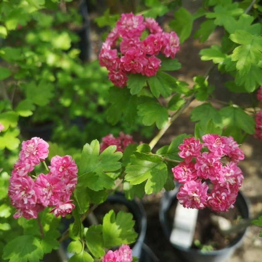 Crataegus Paul's Scarlet K9,5 - Díszgalagonya Crataegus Paul's Scarlet K9,5 - Díszgalagonya