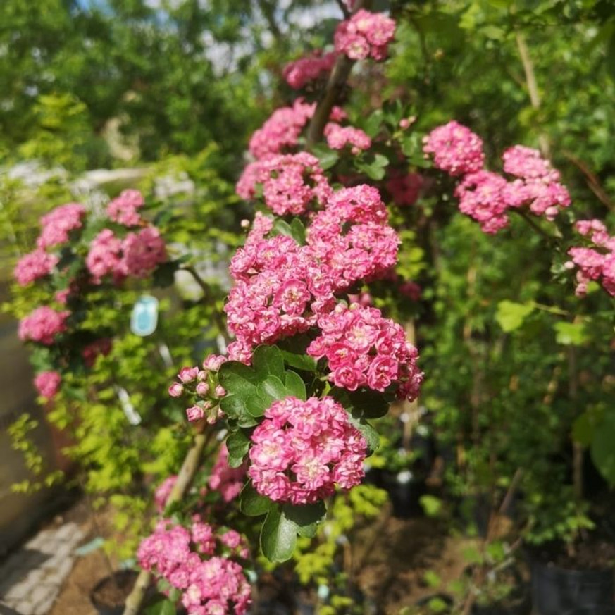 Crataegus Paul's Scarlet K9,5 - Díszgalagonya Crataegus Paul's Scarlet K9,5 - Díszgalagonya