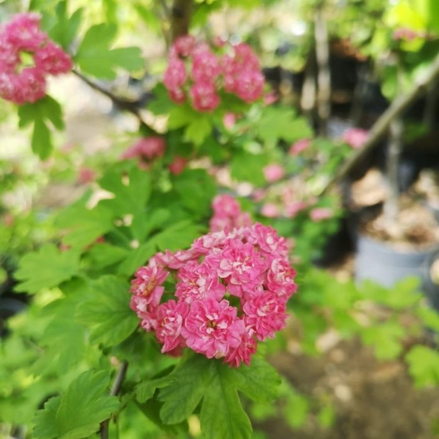 Crataegus Paul's Scarlet K9,5 - Díszgalagonya Crataegus Paul's Scarlet K9,5 - Díszgalagonya