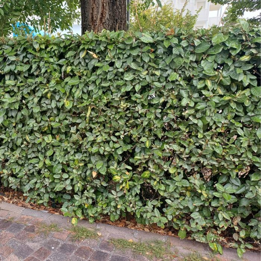 Elaeagnus ebbingei K2 - Ezüstfa cserje