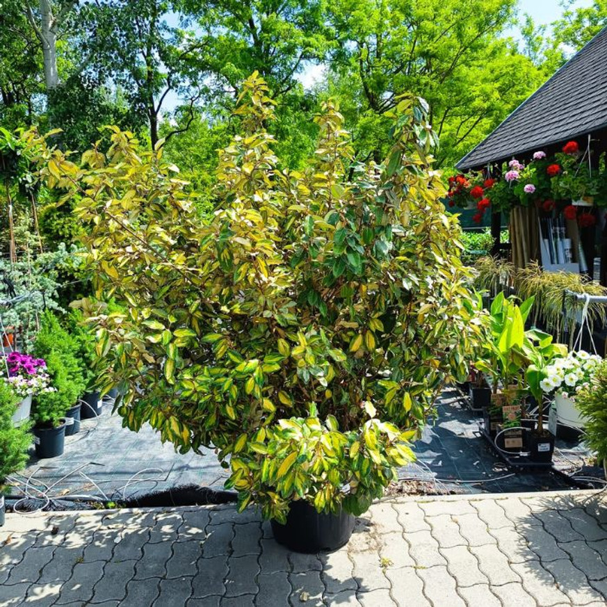 Elaeagnus ebbingei Limelight K35, 125/150 - Tarka széleslevelű ezüstfa