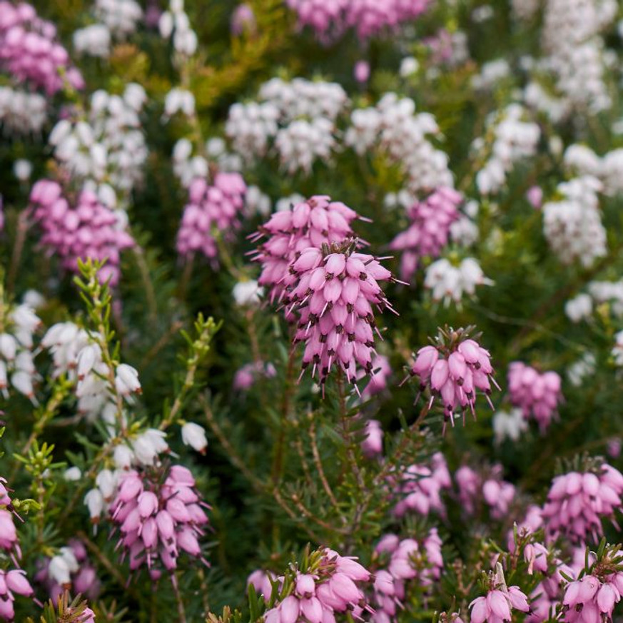 Erica mix CS13 - Alpesi hanga