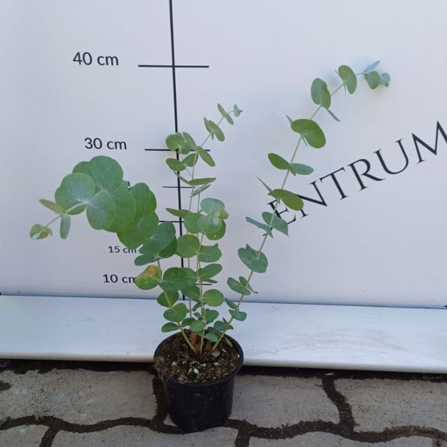 Eucalyptus sp - Ezüst színű eukaliptusz cserje Eucalyptus sp - Ezüst színű eukaliptusz cserje