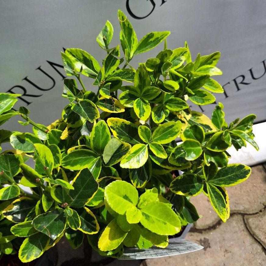 Euonymus japonicus Aureomarginatus K3 - Japán kecskerágó Euonymus japonicus Aureomarginatus K3 - Japán kecskerágó