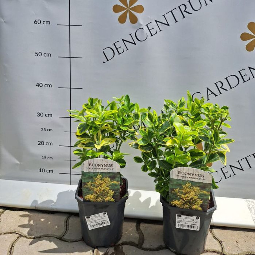 Euonymus japonicus Aureomarginatus - Japán kecskerágó