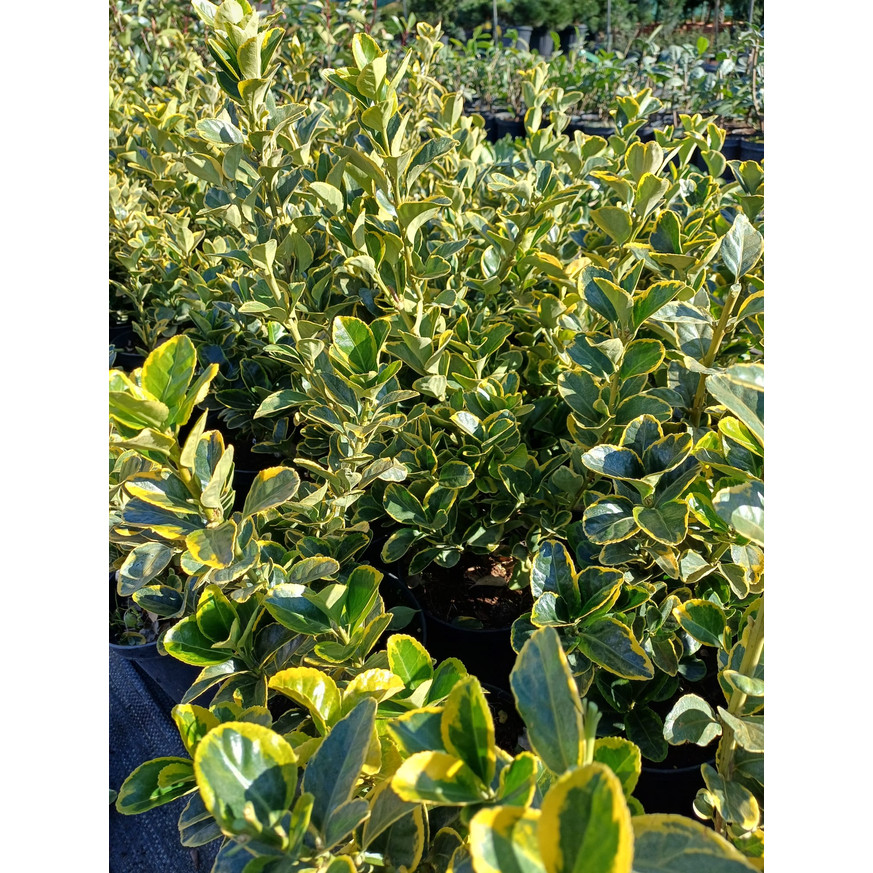 Euonymus japonicus Aureomarginatus K3 - Japán kecskerágó Euonymus japonicus Aureomarginatus K3 - Japán kecskerágó