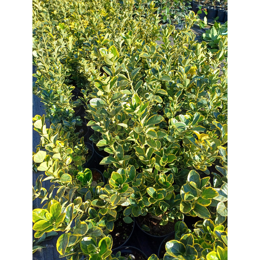 Euonymus japonicus Aureomarginatus K3 - Japán kecskerágó Euonymus japonicus Aureomarginatus K3 - Japán kecskerágó