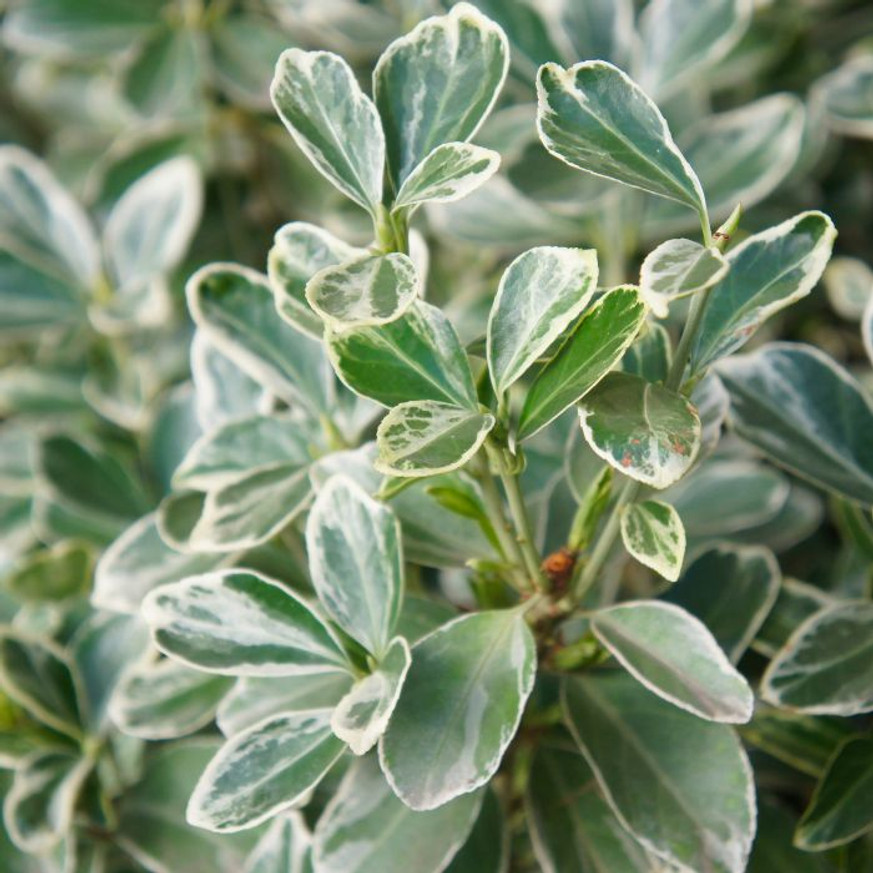 Euonymus fortunei Emerald'n Gaiety - Fehértarka kecskerágó