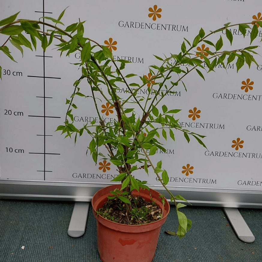 Euonymus alatus K4 - Szárnyas kecskerágó Euonymus alatus K4 - Szárnyas kecskerágó