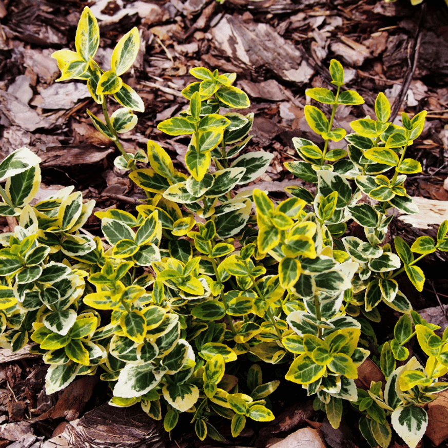 Euonymus fortunei Emerald'n Gold - Terülő kecskerágó