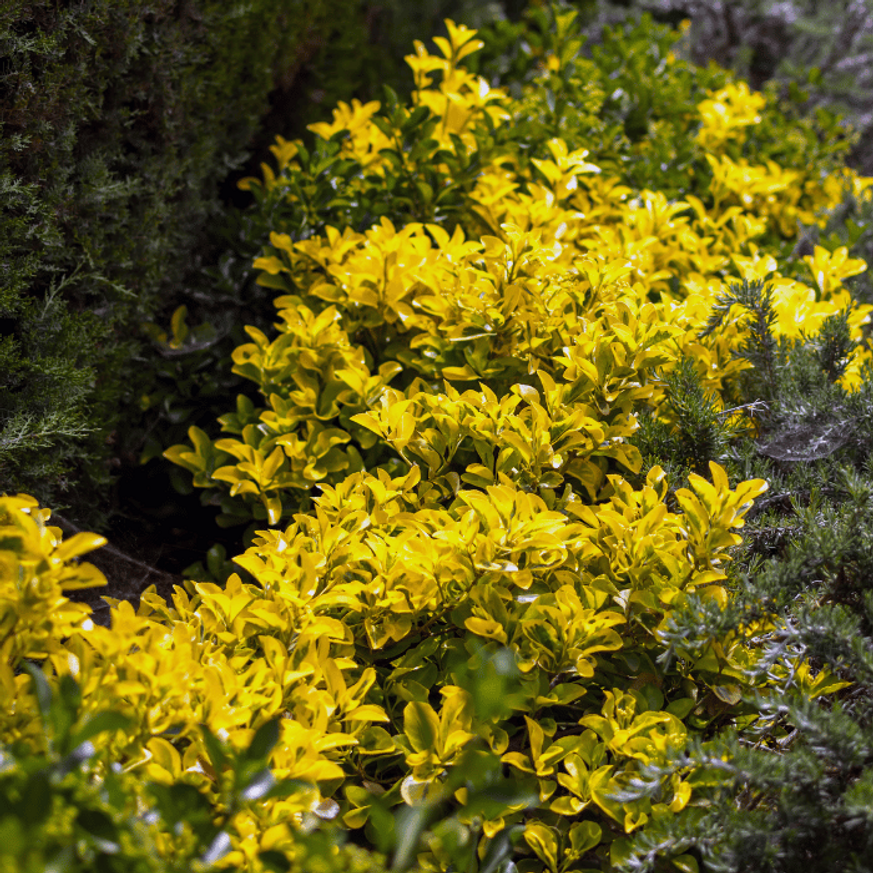Euonymus japonicus Aureomarginatus K3 - Japán kecskerágó Euonymus japonicus Aureomarginatus K3 - Japán kecskerágó