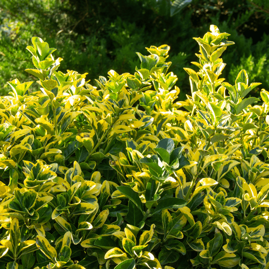 Euonymus japonicus Aureomarginatus K3 - Japán kecskerágó Euonymus japonicus Aureomarginatus K3 - Japán kecskerágó