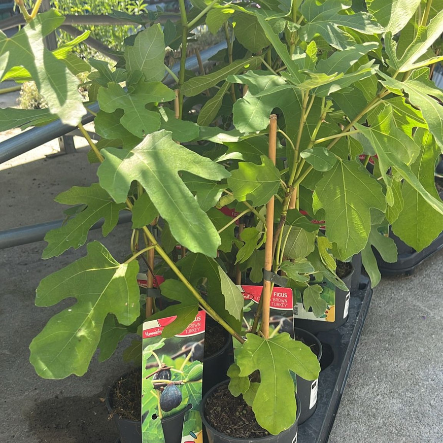 Ficus carica Brown Turkey - Török füge