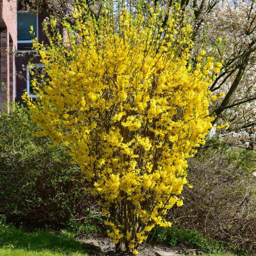 Forsythia x intermedia Goldrausch K2 - Aranycserje Forsythia x intermedia Goldrausch K2 - Aranycserje