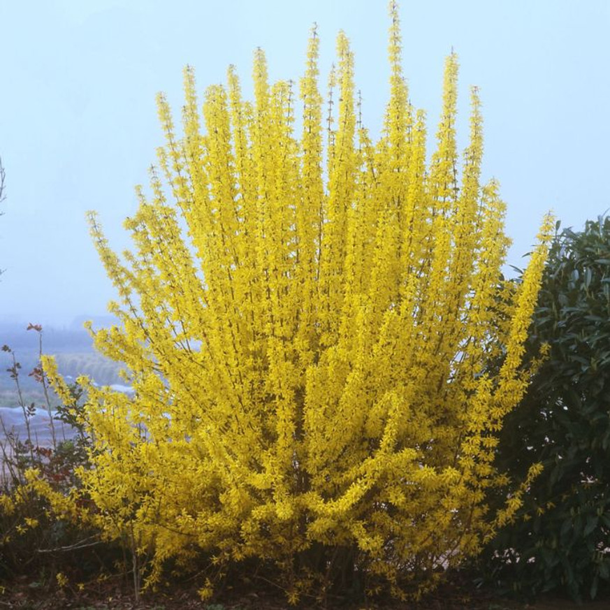 Forsythia x intermedia Weekend K2 - Aranycserje