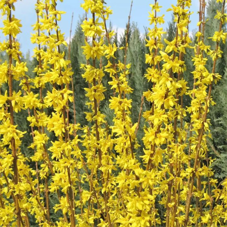 Forsythia x intermedia Weekend K2 - Aranycserje