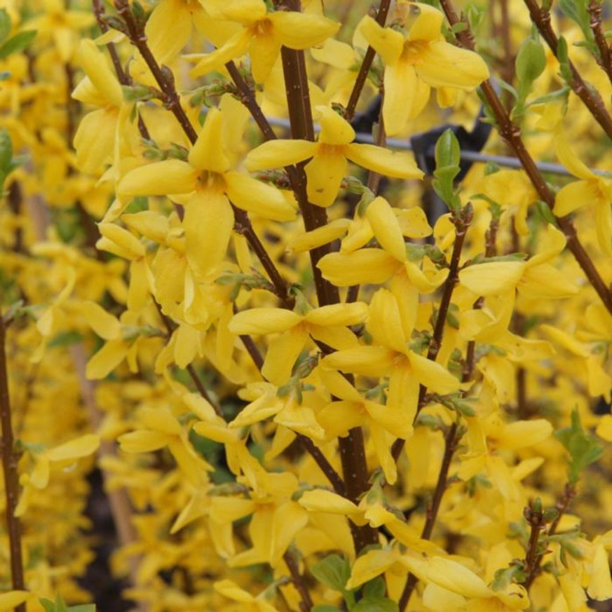 Forsythia x intermedia Weekend K2 - Aranycserje