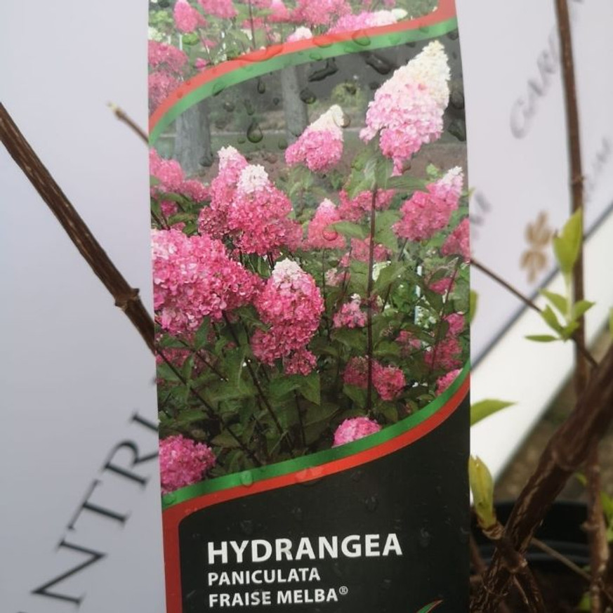 Hydrangea paniculata Fraise Melba - Bugás hortenzia
