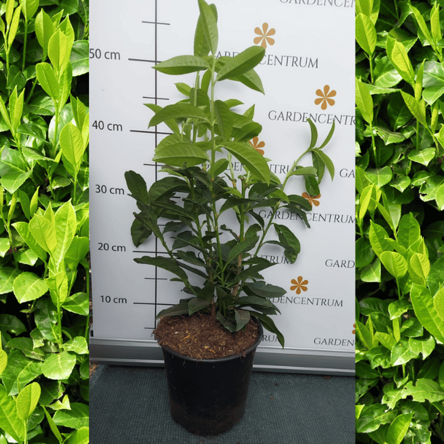 Prunus laurocerasus Genolia K2,5 - Oszlopos babérmeggy