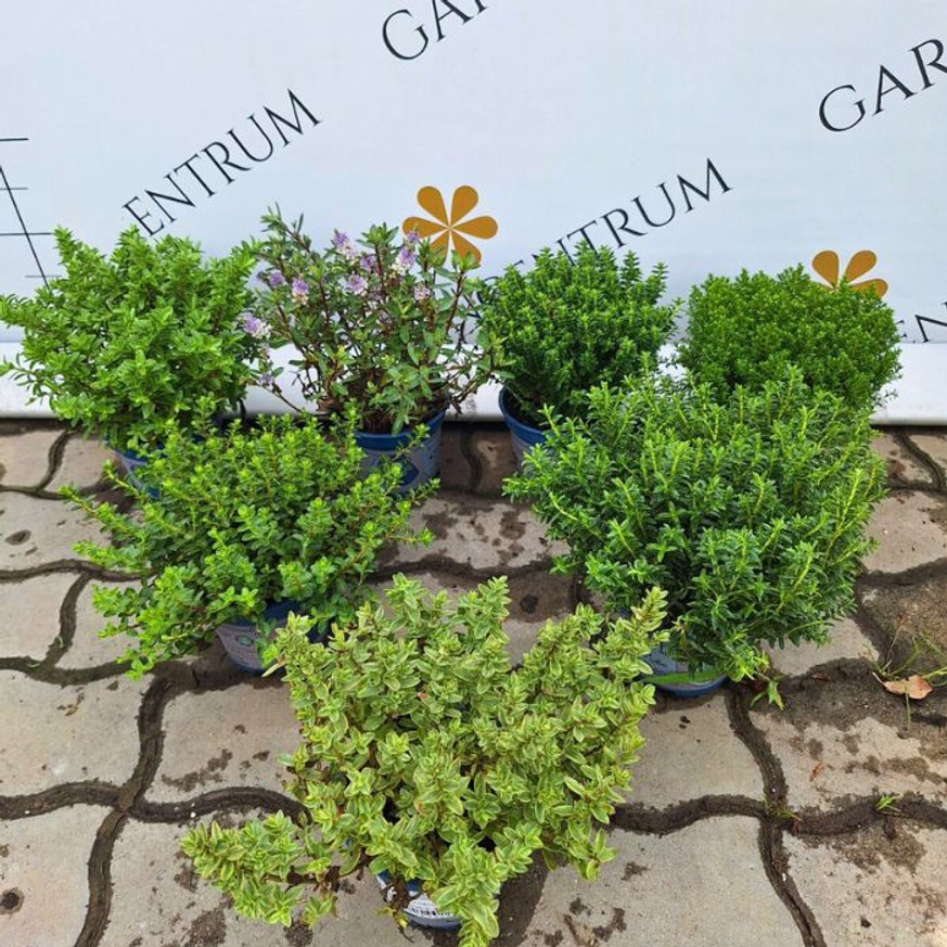 Hebe x hybrida MIX - Veronikacserje Hebe x hybrida MIX - Veronikacserje