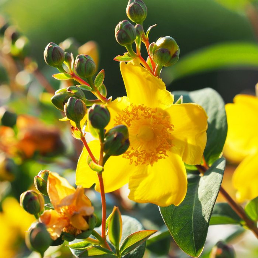 Hypericum patulum Hidcote CS9 - Orbáncfű