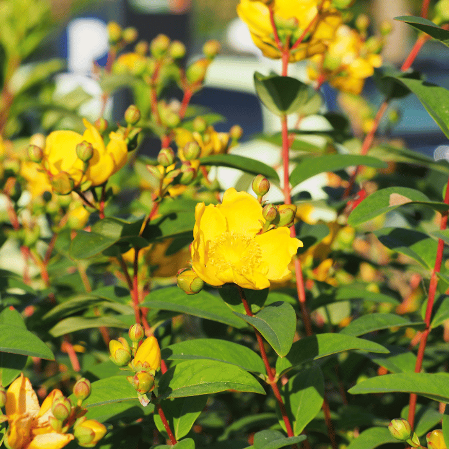 Hypericum patulum Hidcote K2 - Orbáncfű