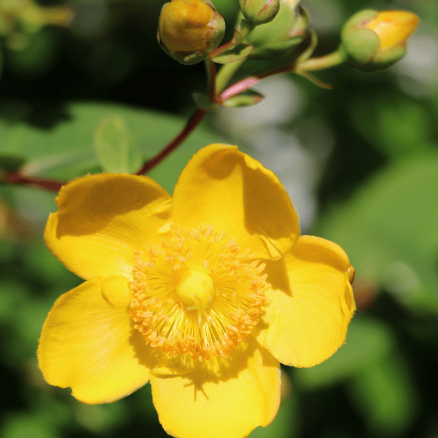 Hypericum patulum Hidcote K2 - Orbáncfű Hypericum patulum Hidcote K2 - Orbáncfű