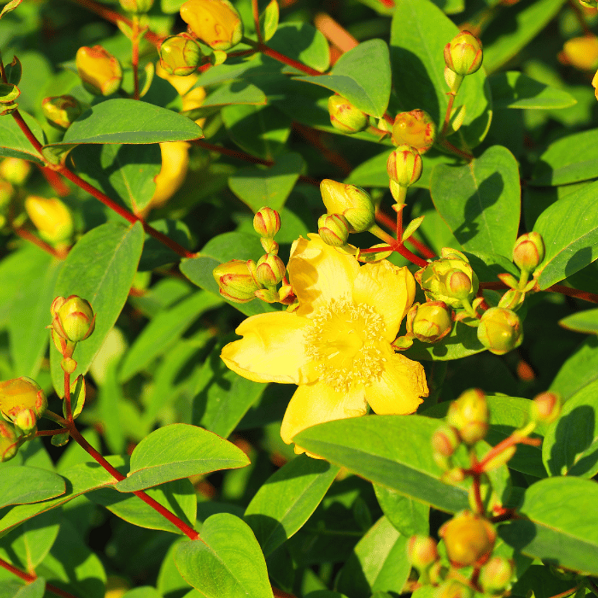 Hypericum patulum Hidcote K2 - Orbáncfű Hypericum patulum Hidcote K2 - Orbáncfű