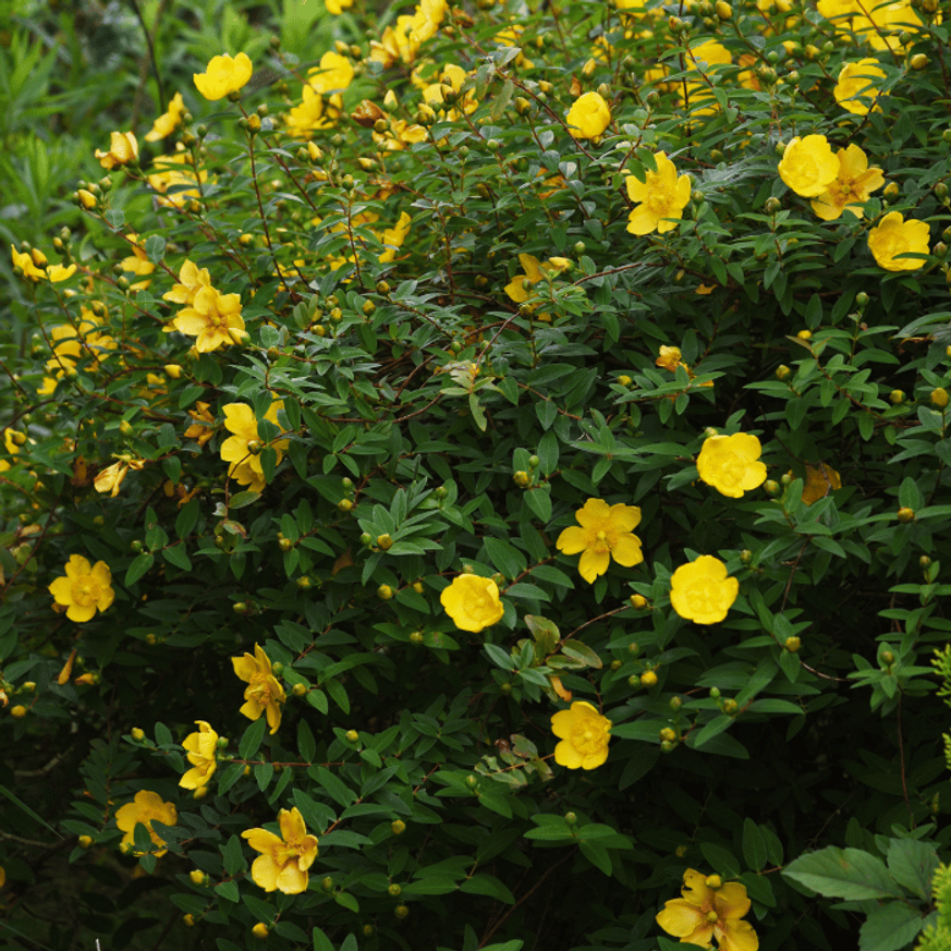 Hypericum patulum Hidcote K2 - Orbáncfű Hypericum patulum Hidcote K2 - Orbáncfű