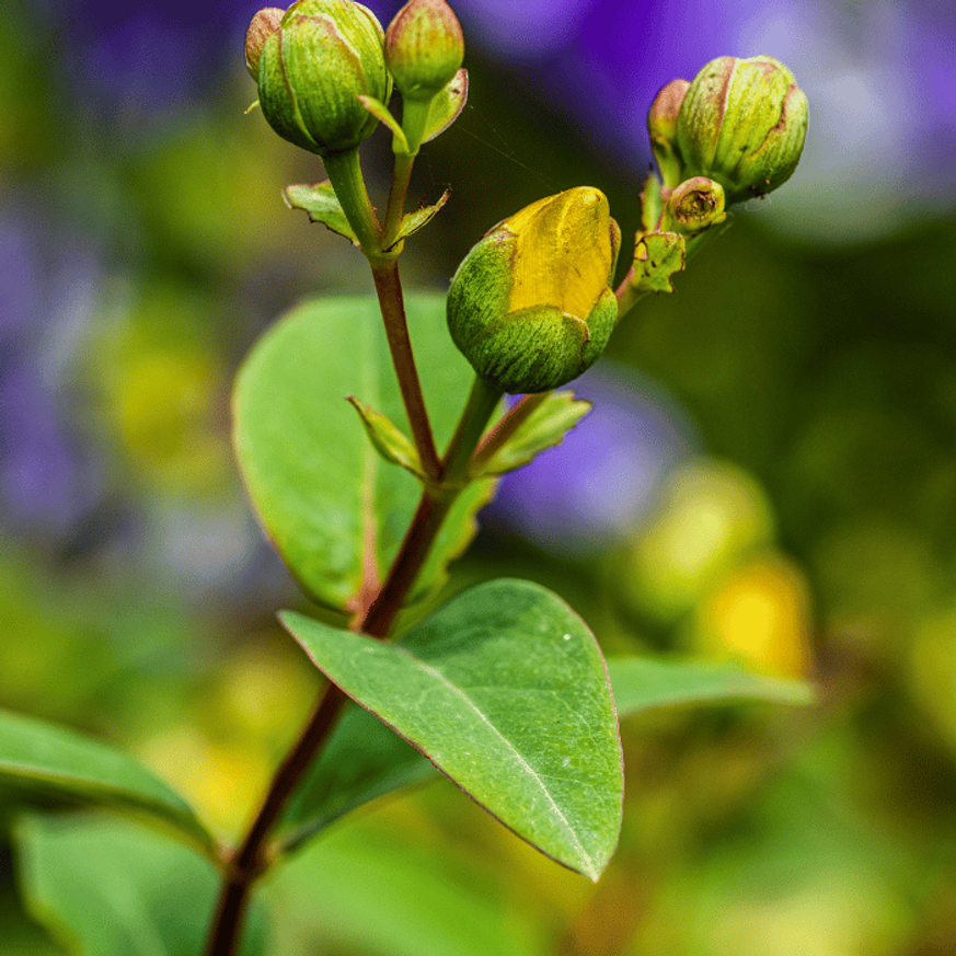 Hypericum patulum Hidcote K2 - Orbáncfű Hypericum patulum Hidcote K2 - Orbáncfű