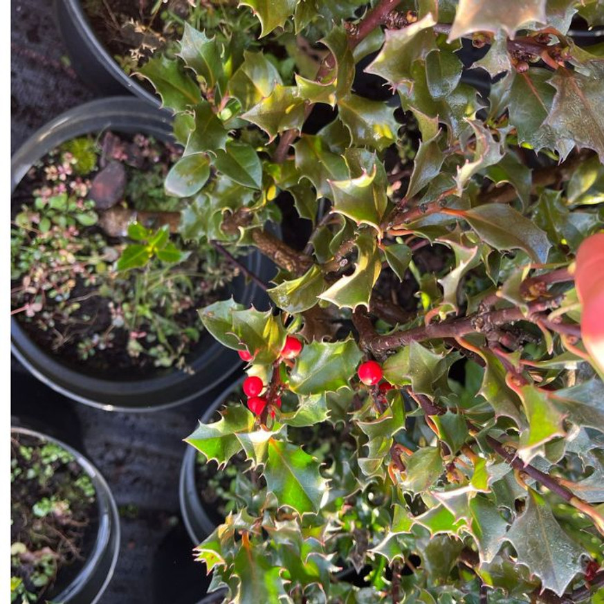 Ilex meserveae Blue Angel K2 - Termős magyal