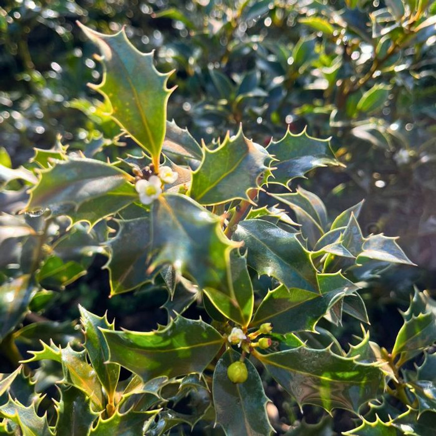 Ilex meserveae Blue Angel K2 - Termős magyal