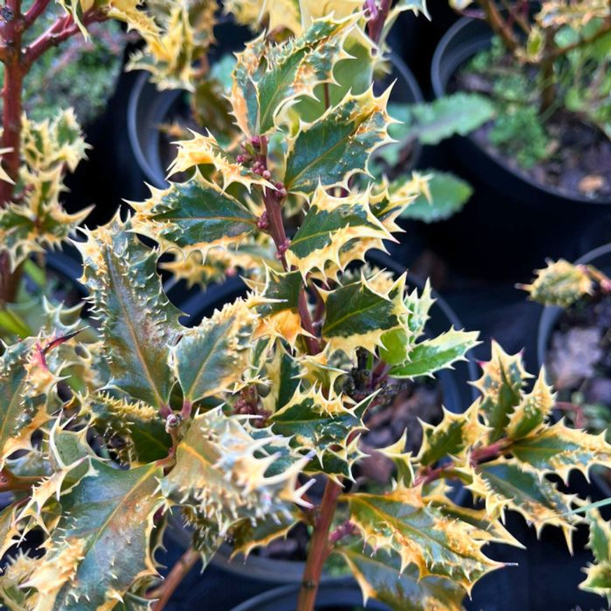 Ilex aquifolium Argenteomarginata K2 - Tarka porzós magyal