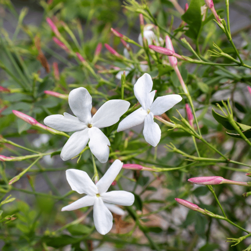 Jasminum stephanense - Illatos jázmin Jasminum stephanense - Illatos jázmin