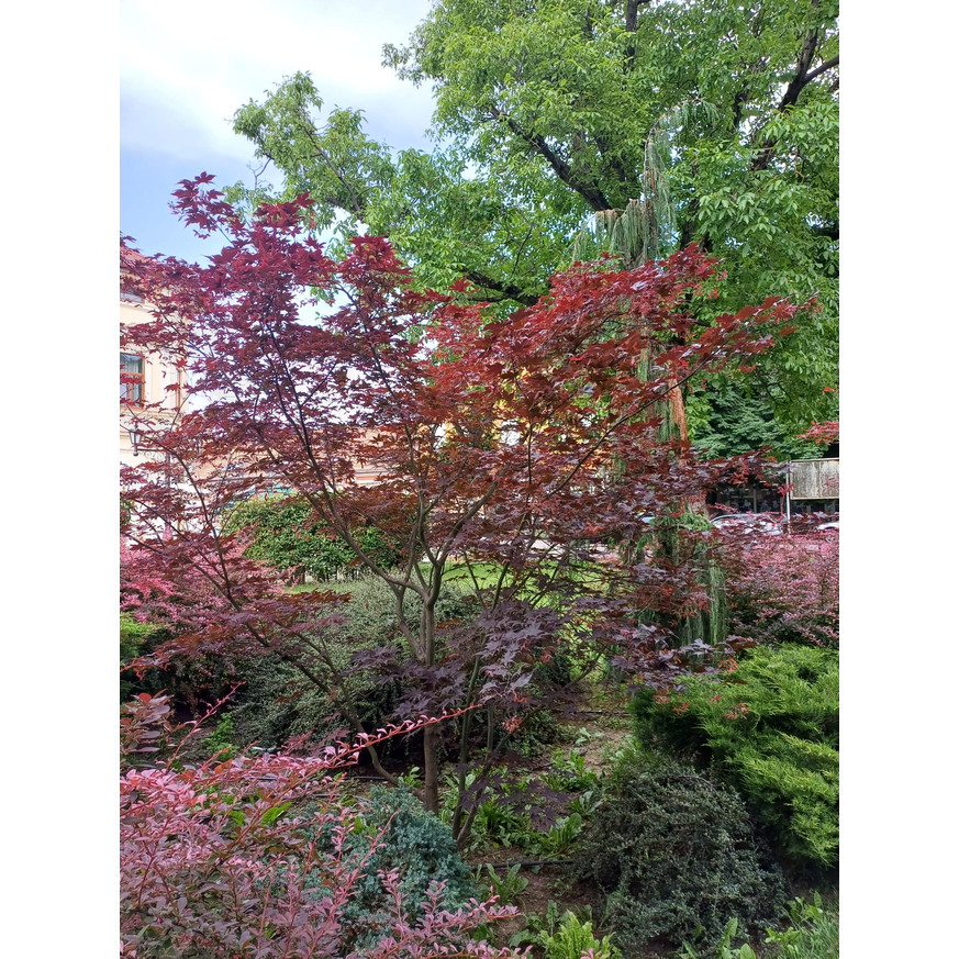 Acer palmatum Atropurpureum CS10,5 - Vöröslevelű japán juhar Acer palmatum Atropurpureum CS10,5 - Vöröslevelű japán juhar