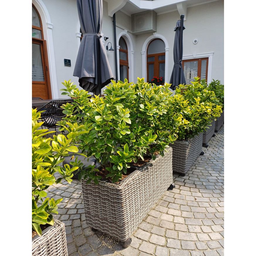 Euonymus japonicus Aureomarginatus K3 - Japán kecskerágó Euonymus japonicus Aureomarginatus K3 - Japán kecskerágó