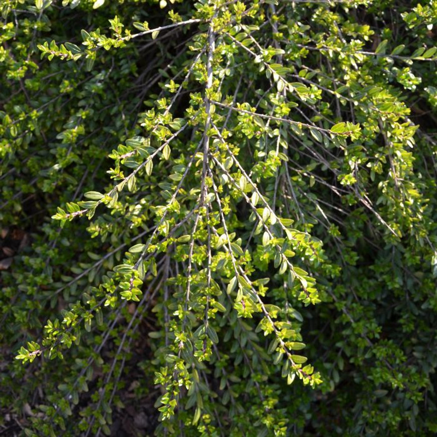 Lonicera pileata Moss Green - Talajtakaró törpelonc