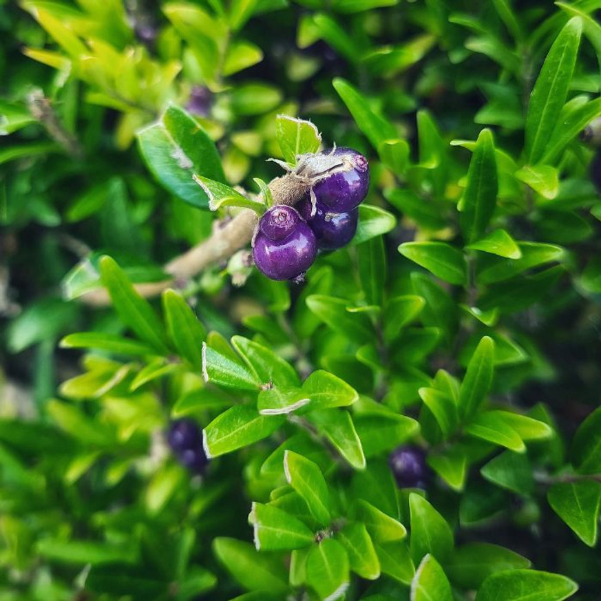 Lonicera pileata Moss Green - Talajtakaró törpelonc