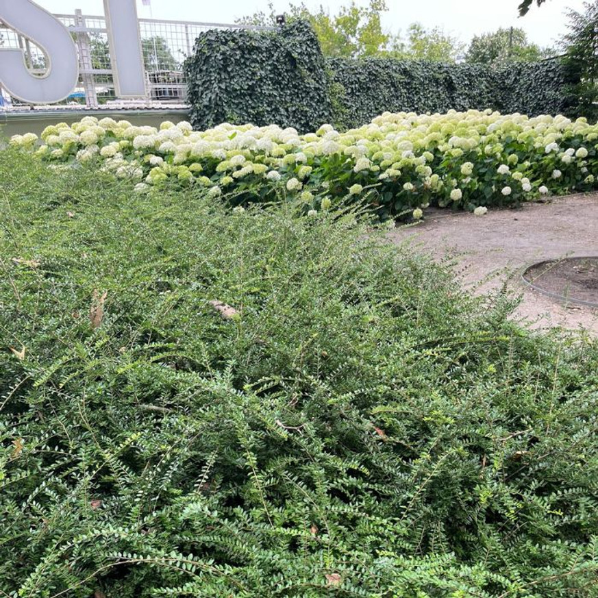 Lonicera nitida K2 - Örökzöld mirtuszlonc