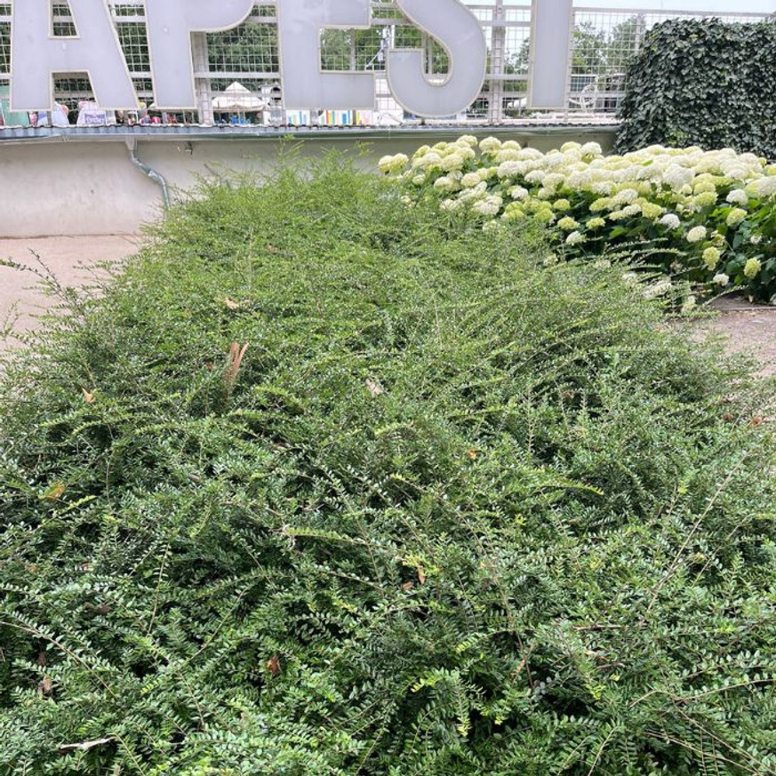 Lonicera nitida K2 - Örökzöld mirtuszlonc