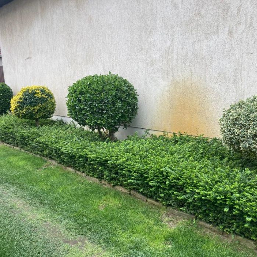 Lonicera nitida K2 - Örökzöld mirtuszlonc